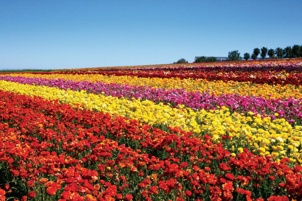 Regresa El Colorido Espectculo De Los Campos De Flores En Carlsbad.jpg