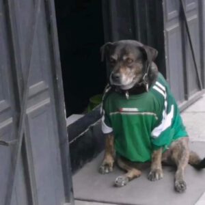 Img 6087 Los Mejores Memes Tras La Descalificación De México En Qatar 2022 - 2026 - El Botón